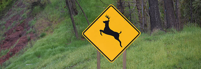 Deer crossing sign